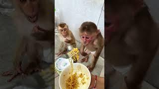 Happiness family  monkey baby | #shorts #concept #youtubeshorts #diy #Love #idea