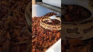 ️ #pythons #reptile #snake #ballpython #animalplanet #python #snakes #fire #reptiles #love #life