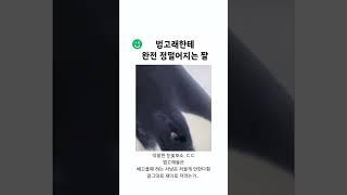 범고래한테 완전 정떨어지는 짤