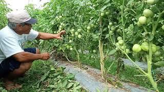 FINAL PRUNING OF TOMATOES