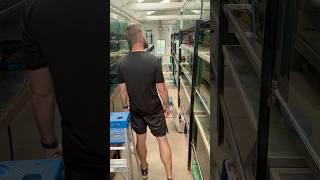 Huge Cichlid Fish Room! 