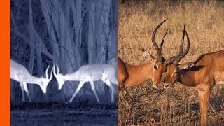 Impala Ambushed by Leopard at Night | Africa’s Hunters | Love Nature