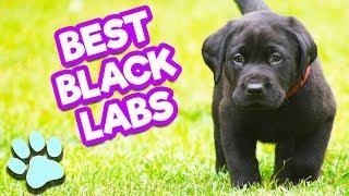 Best Beautiful Black Labs | Funny Dogs Compilation | #thatpetlife