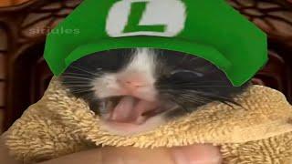 E. Gadd yells at Luigi