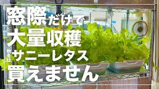 【窓際のサラダバー】サニーレタスを室内窓際だけで水耕栽培して１kg以上収穫しました。秋冬に絶対にやって欲しい家庭菜園｜初心者にも簡単おすすめ