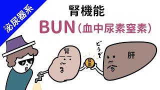 【腎臓】BUN（血中尿素窒素）