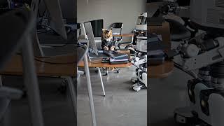 Meister des Chaos #offic #cat and bot #working