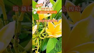 唸誦此招財神咒 可吸引財富《黃財神心咒》 #花覺醒 #咒語
