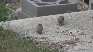 House sparrow mama feeding younster