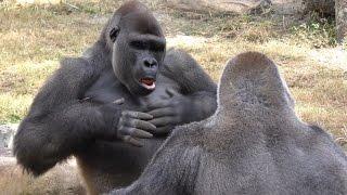 Gorillas Play 1 Hour FYV #gorillas