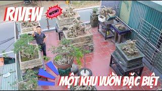 NamLe Bonsai | Một khu sân vườn của em Bonsai Lễ toàn cây KHỦNG !