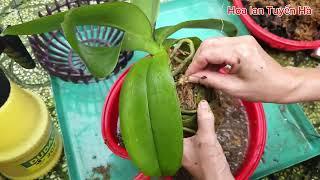 Cách trồng lan hồ điệp có tuổi thọ cao. The way to grow orchids has a long life.