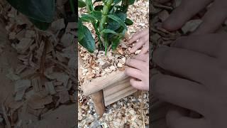 Best tutorial grafting your own little orchid plant in the wooden pot with simple techniques #orchid