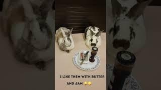 Bun Loafs...with Butter and Jam #shorts