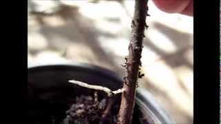 Propagating Jujube Trees from Cuttings