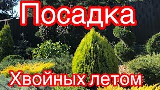 ПОСАДКА ХВОЙНЫХ ЛЕТОМ!  СМОТРИТЕ- ЭТО ВАЖНО ЗНАТЬ