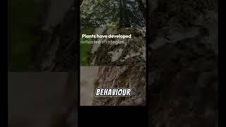 "Plant Talk: Unveiling the Secret Conversations of Nature" #learntv #facts