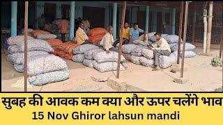 15 Nov Ghiror lahsun Mandi subah ki aavka। सुबह 1000 पैकेट के आस पास की आवक। क्या भाव चलेंगे और ऊपर