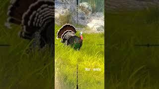 Mr amk wild turkey hunt#shortvideo #trending #youtubesshorts #trendingshorts