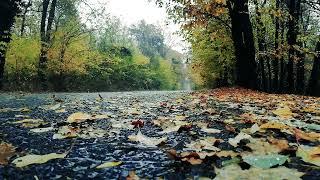 Autumn Rain Storm With Thunder | Soothing Rain Sounds