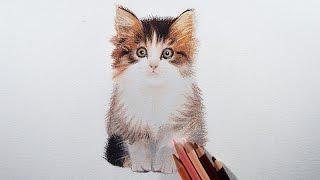 How to draw a kitten easily with colored pencils.