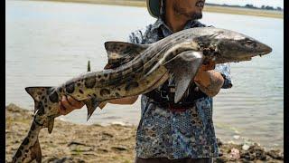 SHARK Catch and Cook | How To Properly Harvest A Leopard Shark