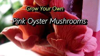 Growing Pink Oyster Mushrooms with a Back to the Roots Mushroom Growing Kit