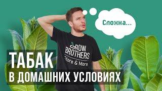 Табак в домашних условиях. Трудности выращивания | GrowBrothers