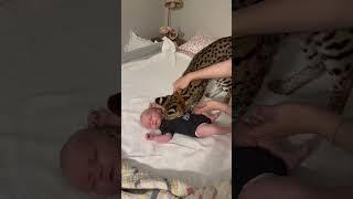 Serval Wild Cat smells a baby #serval #cat #kitten #shorts