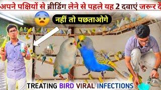 Treating Budgies Parrot Viral Infections || ब्रीडिंग सीजन से पहले बर्ड्स को यह दो दवाई जरुर दें 