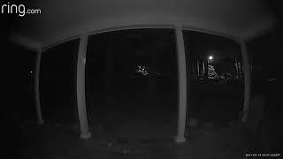 fairies caught on ring camera