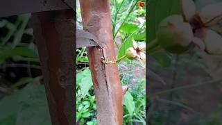 how to grafting guava fruit #grafting #agriculture #farming #shorts