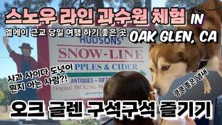 애플 사이다 도넛이 별미인 스노우 라인 과수원 체험 |  미국 캘리포니아 오크 글렌 구석구석 즐기기 #2 | Snow-Line Orchard in Oak Glen, CA