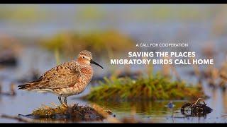 A Call for Cooperation: Saving the Places Migratory Birds Call Home