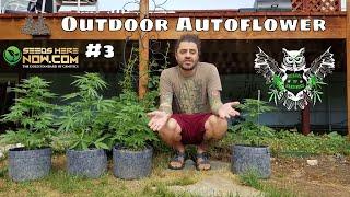 Outdoor Autoflower 3- Seed to Harvest- High-Altitude Gardening Marijuana