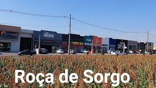 TURISMO COM CASSIMIRO RURAL, Plantação de Sorgo!! Seguindo à pé