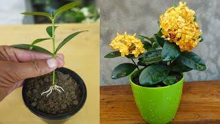 How to grow Ixora plant from cuttings very easy method