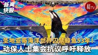 动物保护组织抗议要求圣地亚哥海洋世界释放鲸鱼和海豚