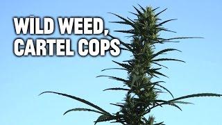 Wild Weed, Cartel Cops