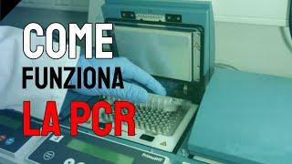 Come funziona la PCR (reazione a catena della polimerasi)