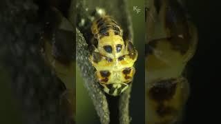 Удивительные метаморфозы в развитии Божей Коровки.