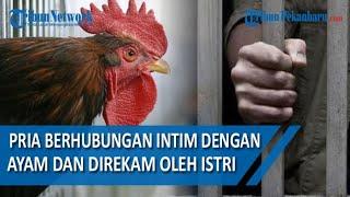 Berhubungan Intim dengan Ayam Hingga Mati dan Direkam Istri, Pria Ini Ditangkap Polisi