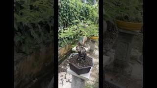 Me chua bonsai đẹp giao lưu 30/5/2024 #0876803903 hiếu