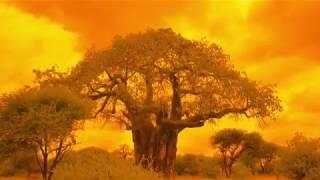 BAOBAB- THE TREE OF LIFE