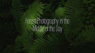 Forest Photography in the Middle of the Day