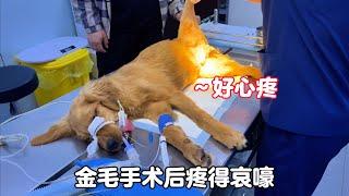 Jin Mao, whose legs were broken, finished the operation and kept crying in pain.