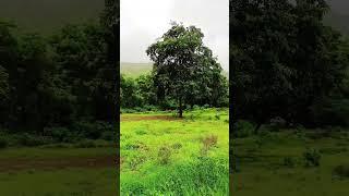 Ishq Bina #2024 #nature #konkan #travel #kokankar #love #kokanchi #monsoon #konkanphotography