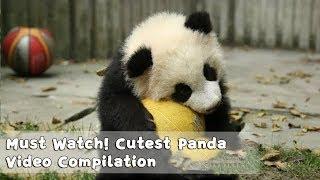 Must Watch 1 ! Cutest Panda Video Compilation | iPanda