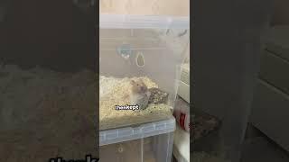 A hamster who loves playing dead #animals #love #shorts