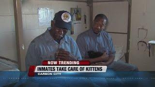 NOW TRENDING: Prisoners caring for kittens